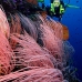 seawhip_sr_v_0705_png0916.jpg